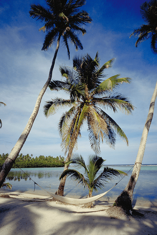 Belize Beach Palms With Hammock - Vertical