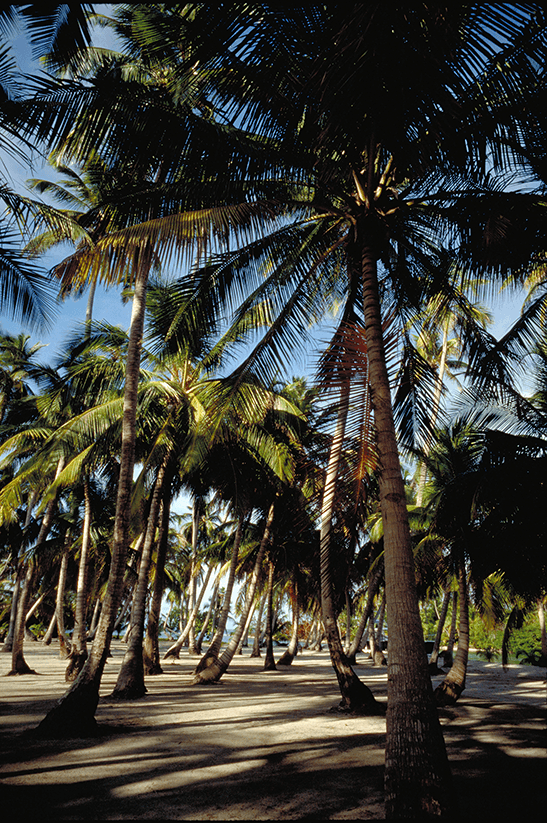 Palm Trees in Belize